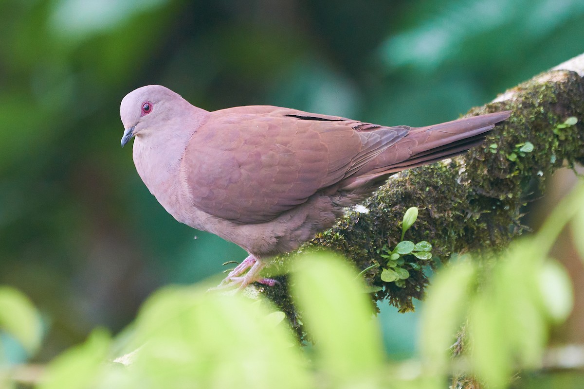 Dusky Pigeon - Marcel Gil Velasco