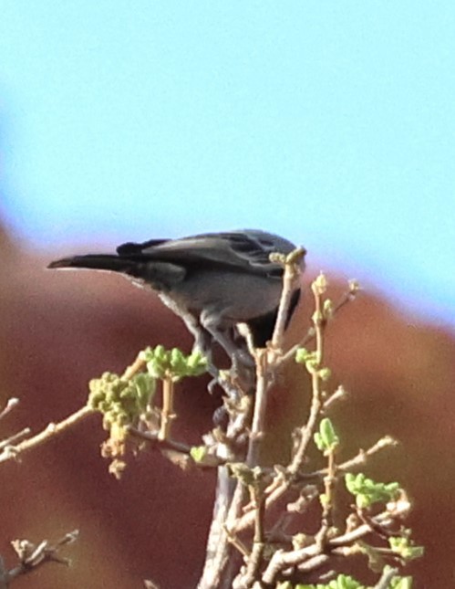 Ashy Tit - Ken McKenna