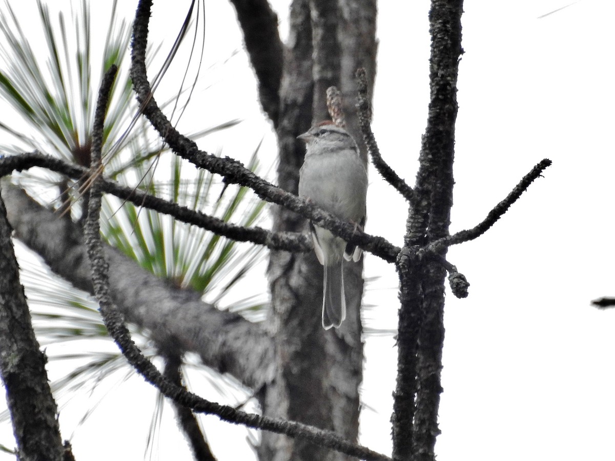 Chipping Sparrow - ML612166383