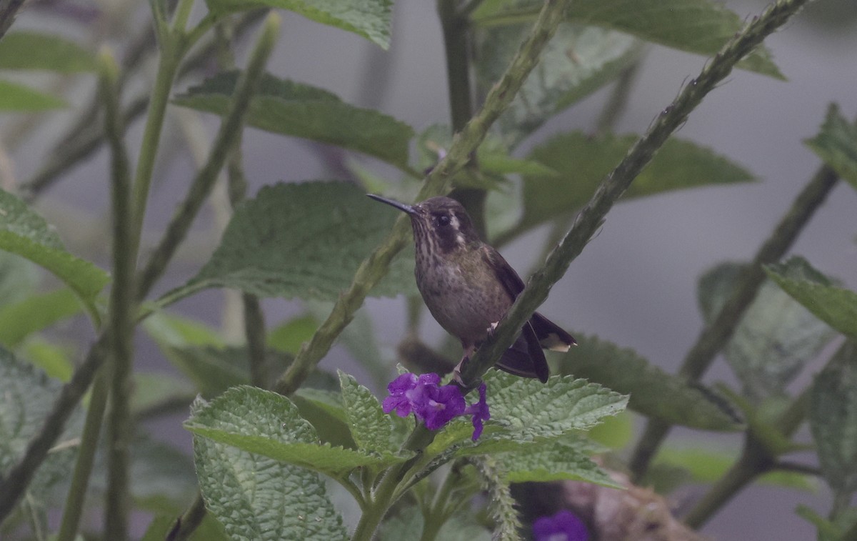 Speckled Hummingbird - Anne Bielamowicz