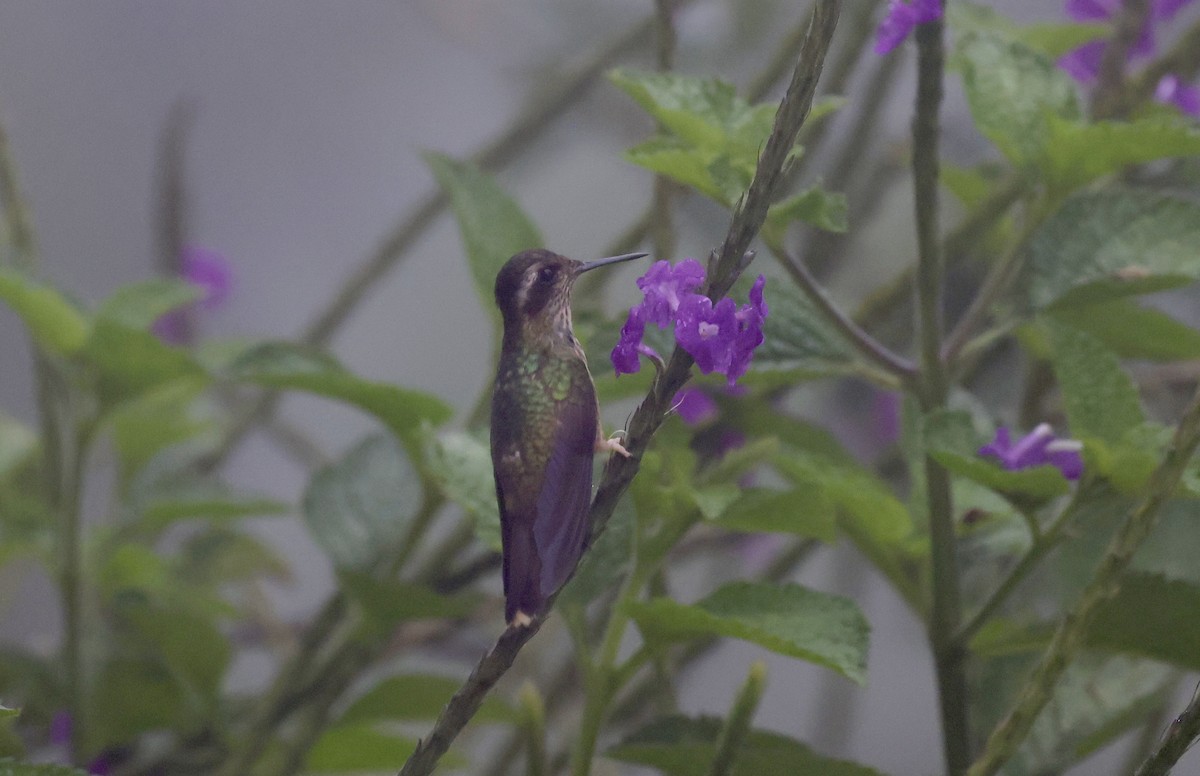 Speckled Hummingbird - Anne Bielamowicz