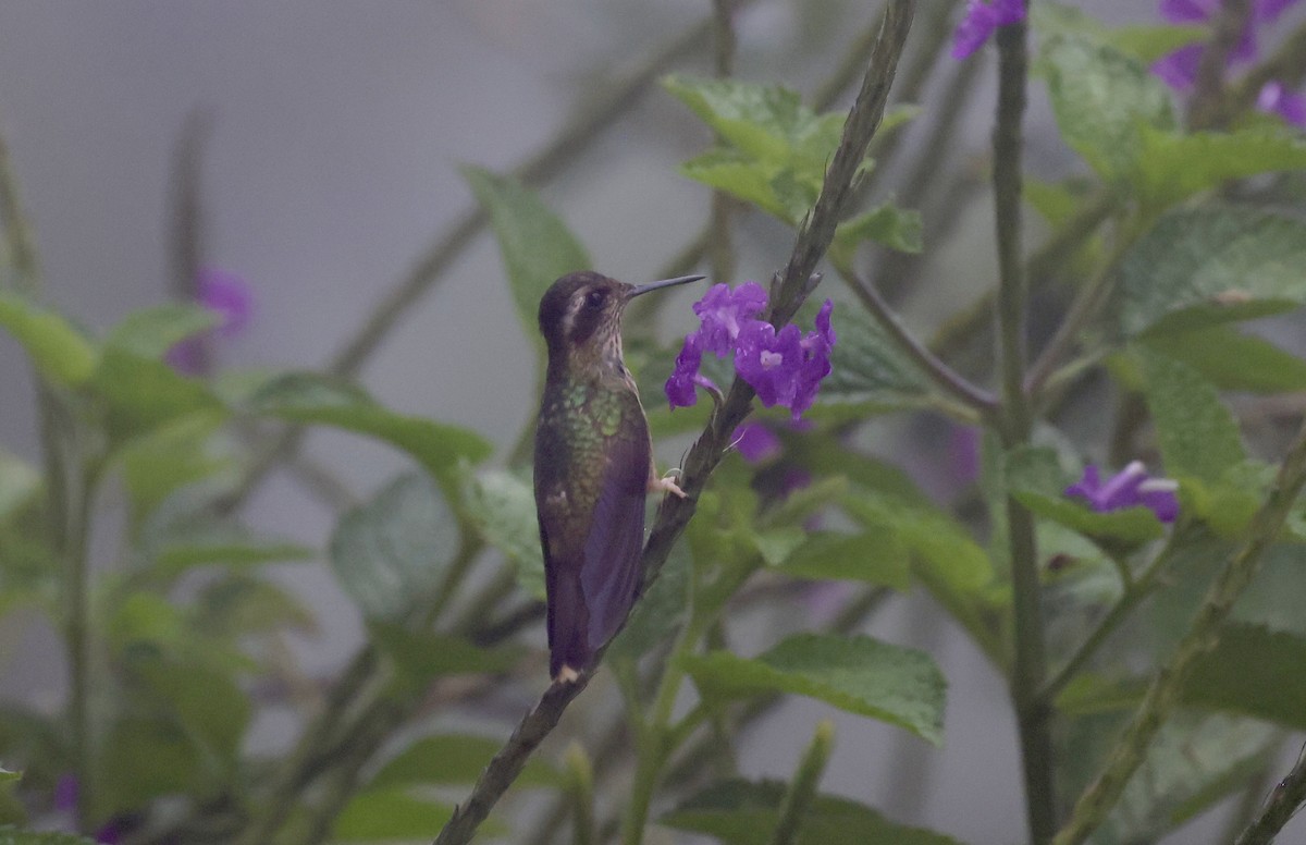 Colibrí Jaspeado - ML612166415