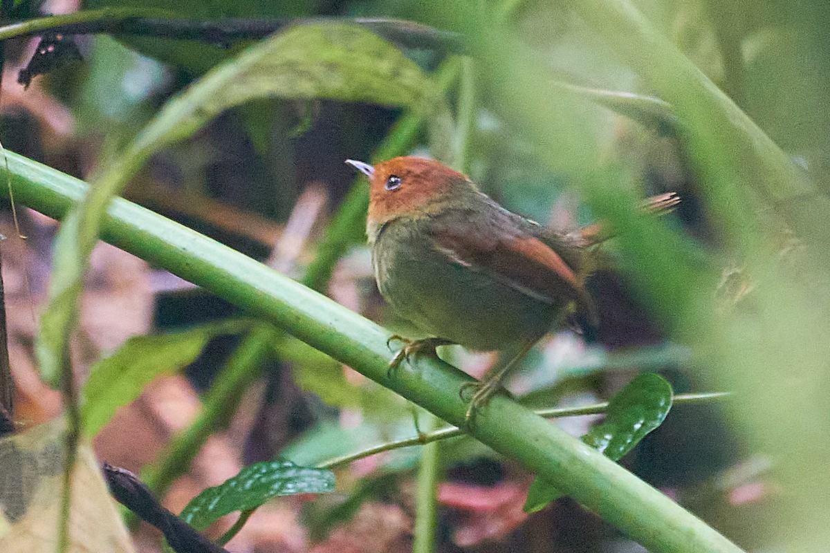 Rufous-headed Pygmy-Tyrant - ML612166475