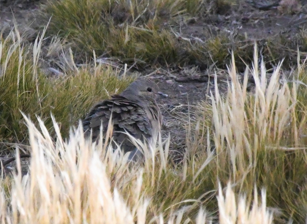 Eared Dove - ML612166484