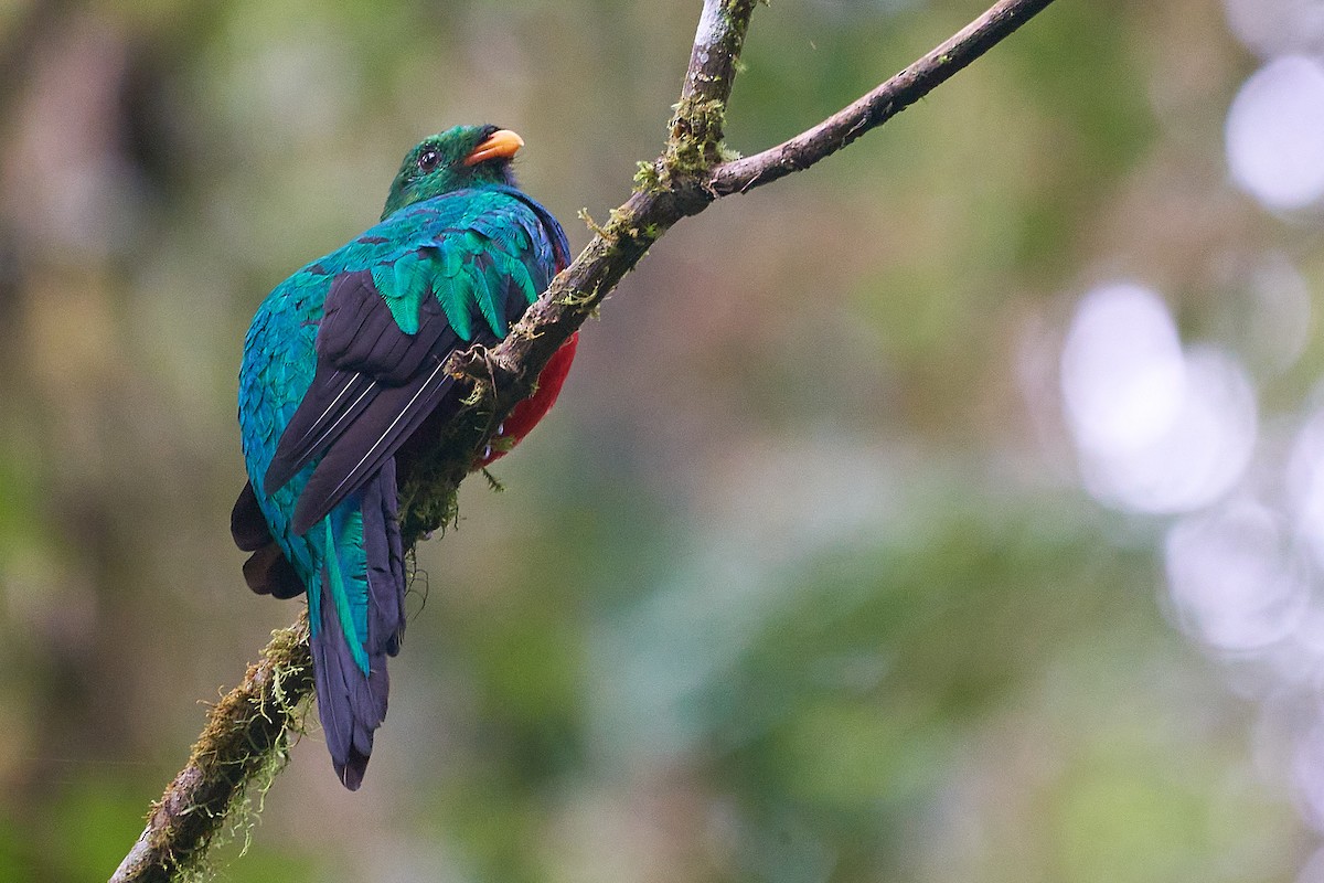 Golden-headed Quetzal - Marcel Gil Velasco