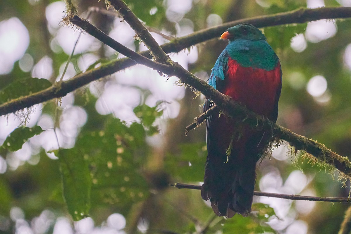 Golden-headed Quetzal - ML612166489