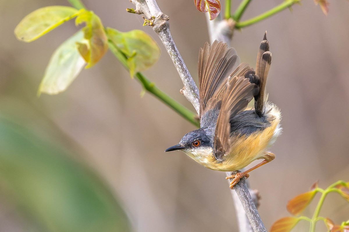 Ashy Prinia - ML612166523