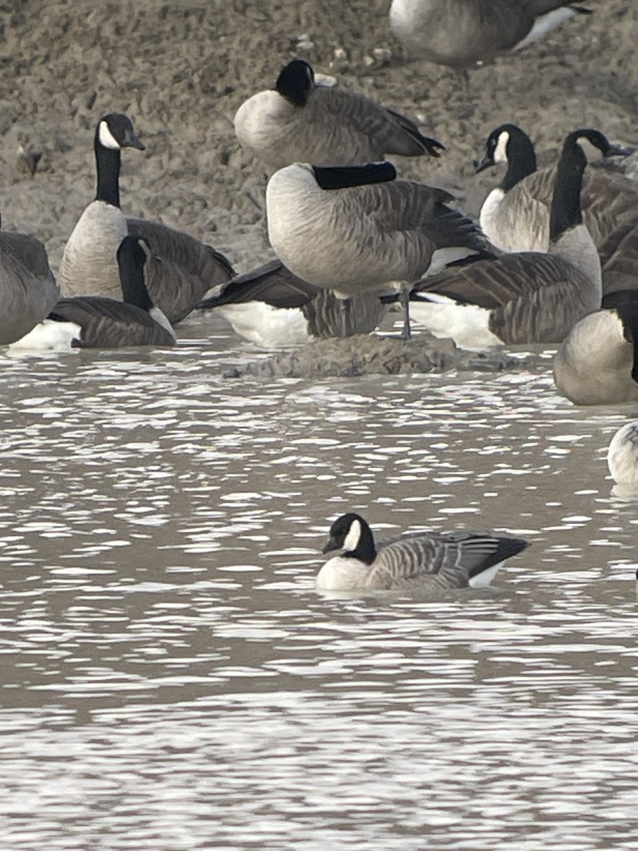 Cackling Goose - ML612166524