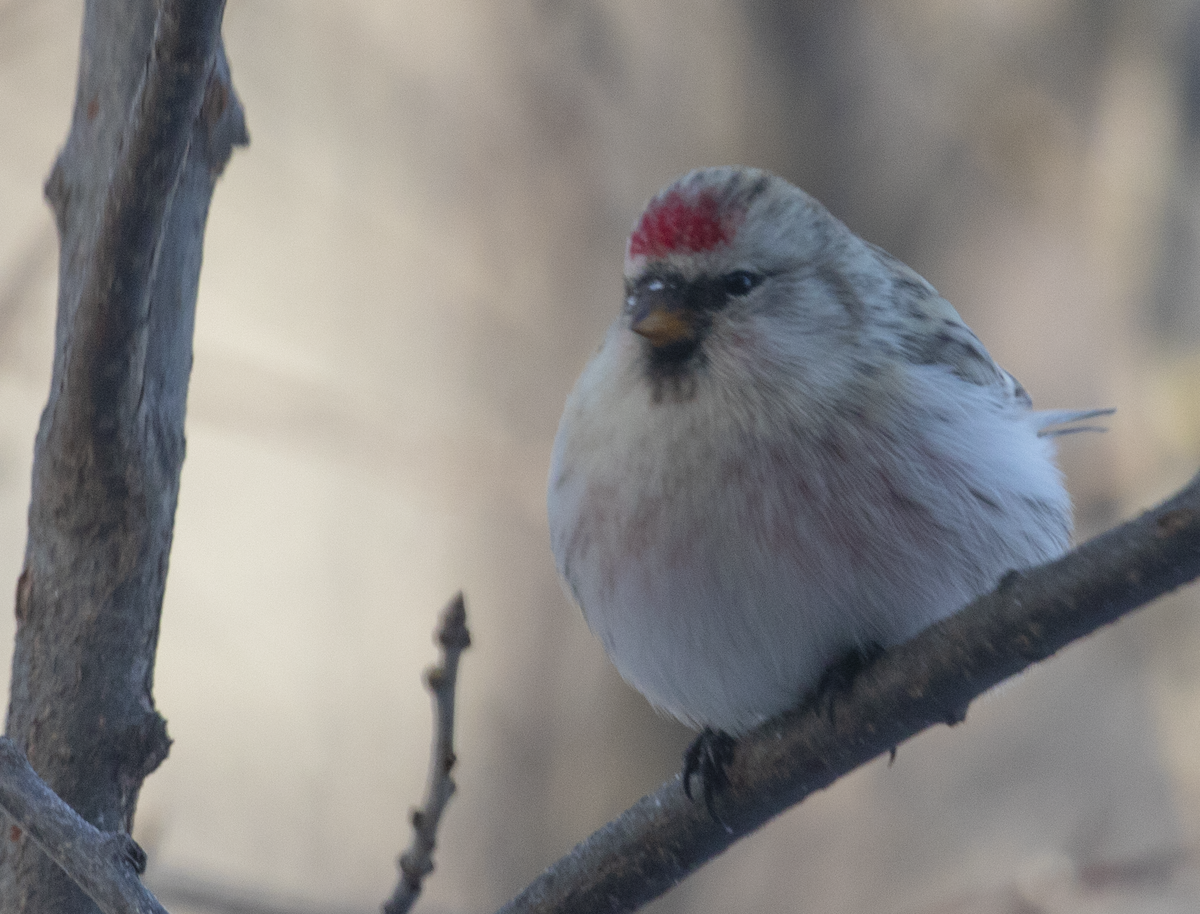 Hoary Redpoll - Anonymous