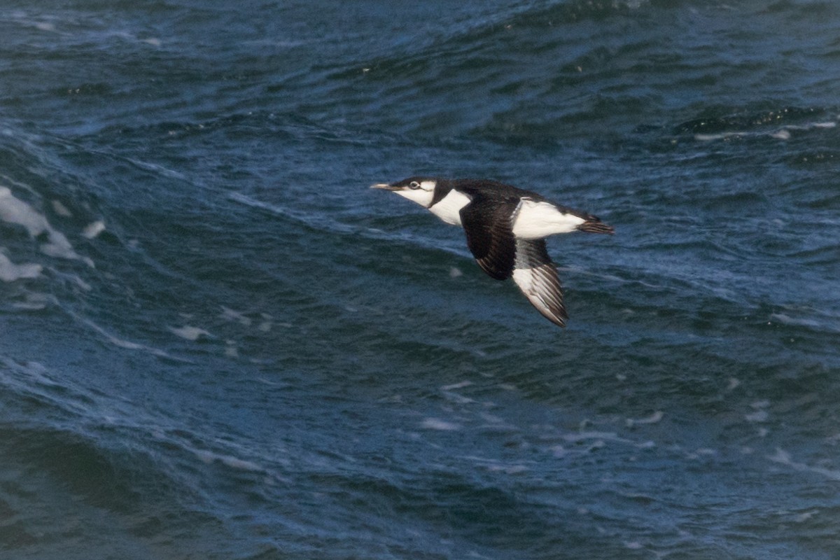 Common Murre - Lyall Bouchard