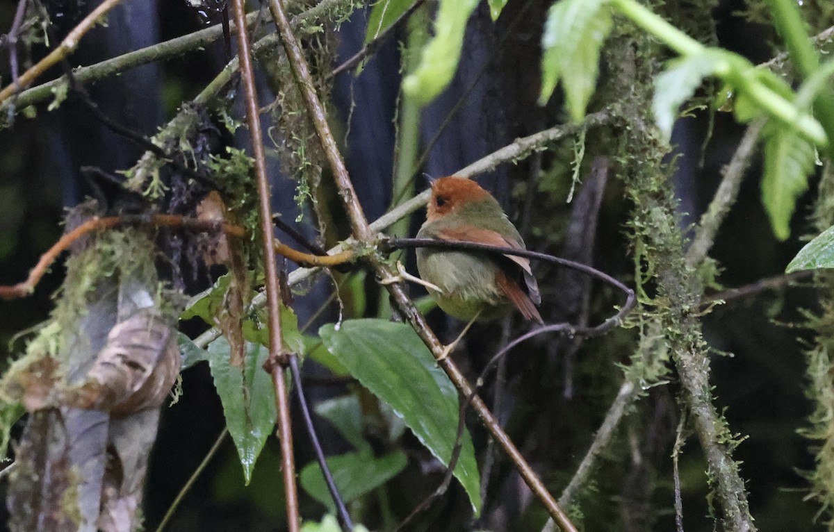 Tyranneau à tête rousse - ML612166765