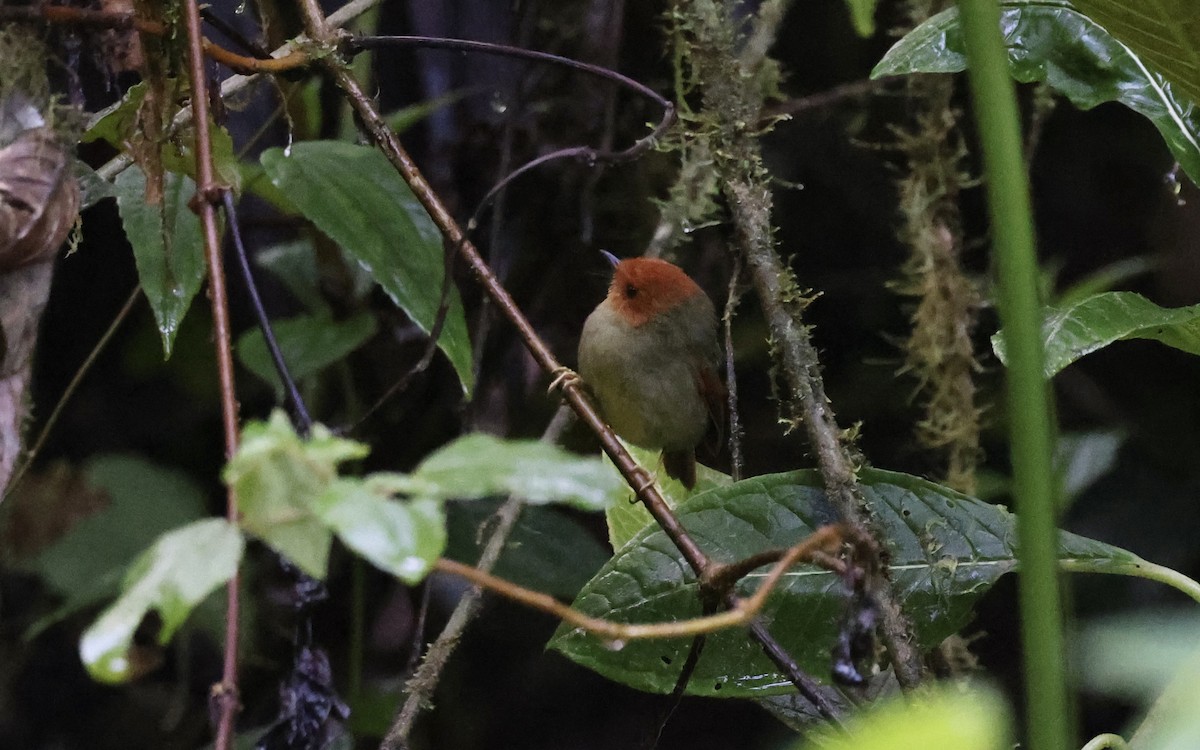 Tyranneau à tête rousse - ML612166767