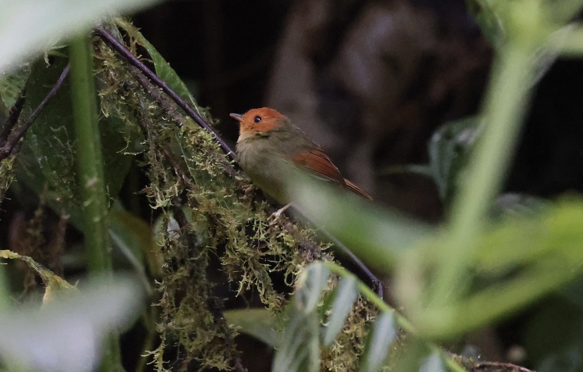 Rufous-headed Pygmy-Tyrant - ML612166769