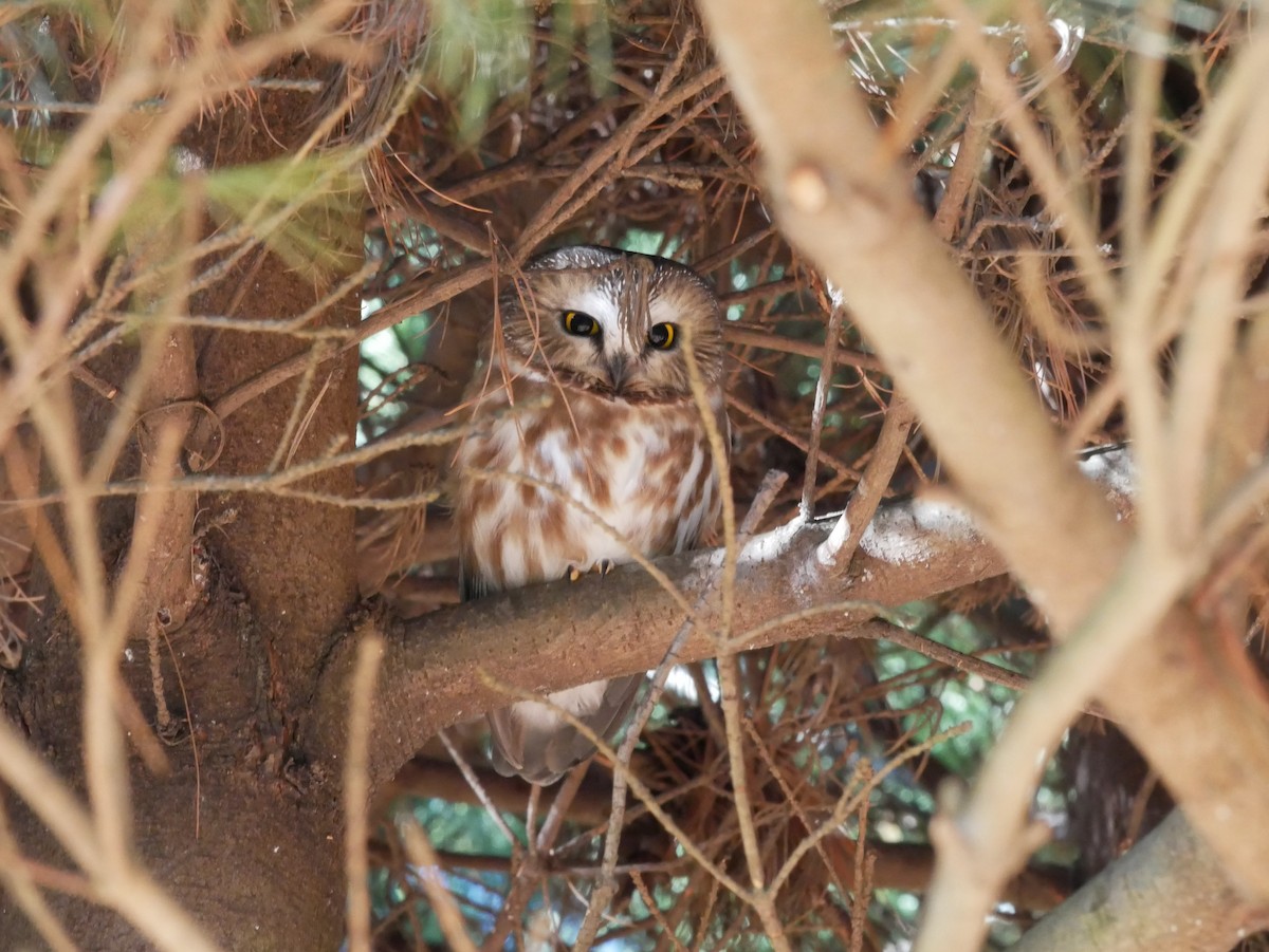 Northern Saw-whet Owl - ML612166844