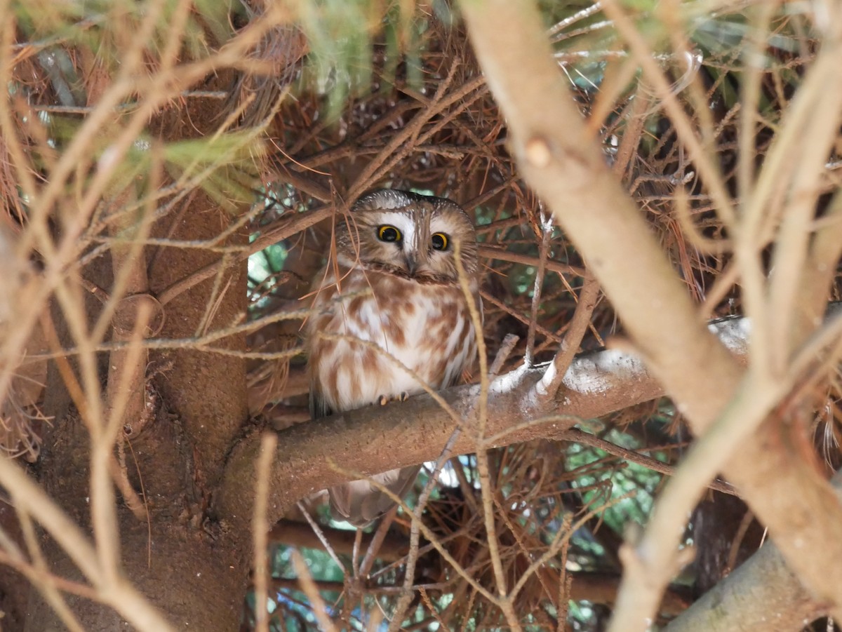 Northern Saw-whet Owl - ML612166845