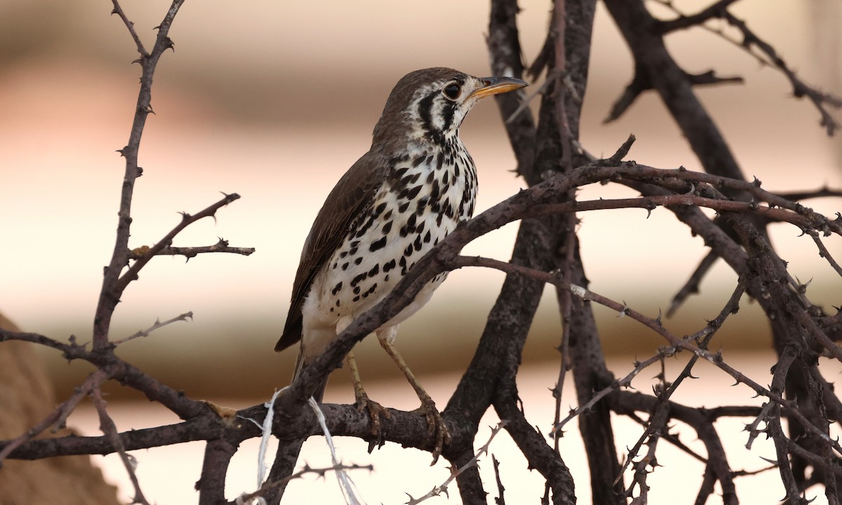 Groundscraper Thrush - ML612166856