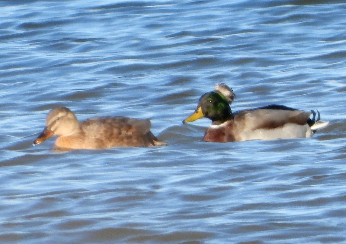 Mallard (Domestic type) - ML612166877