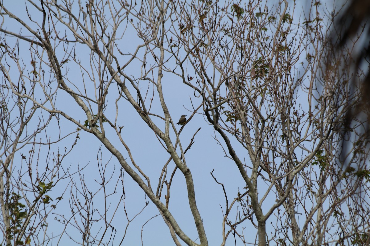 Western Kingbird - Leslie Pernas-Giz