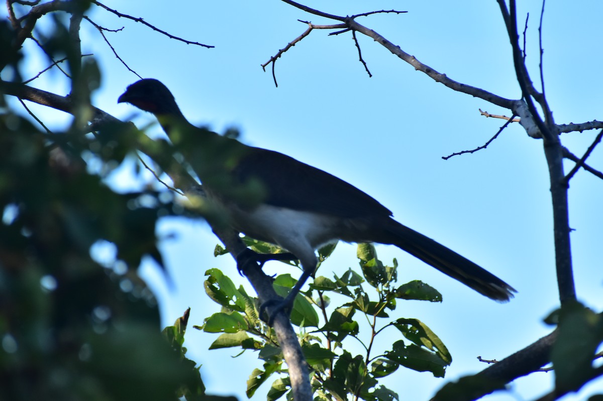 Chachalaca Ventriblanca - ML612166979