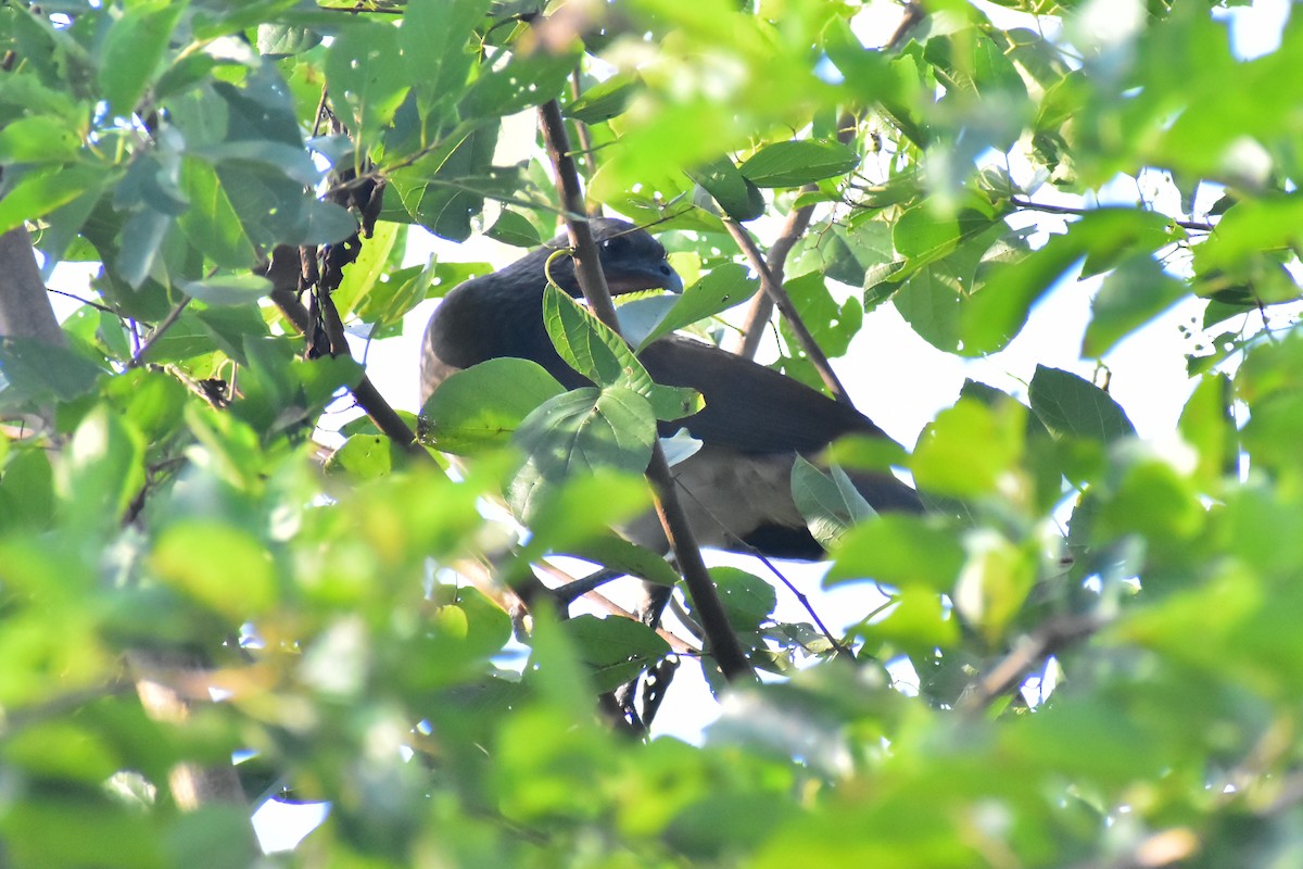 White-bellied Chachalaca - Daniel Juarez