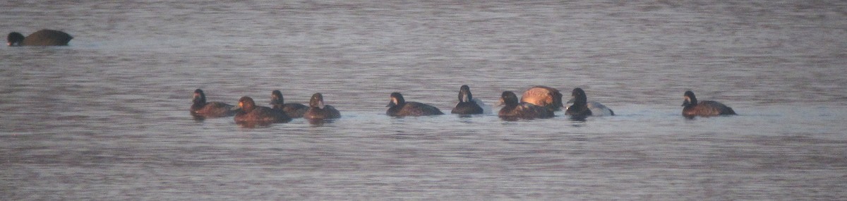 Greater Scaup - ML612167084
