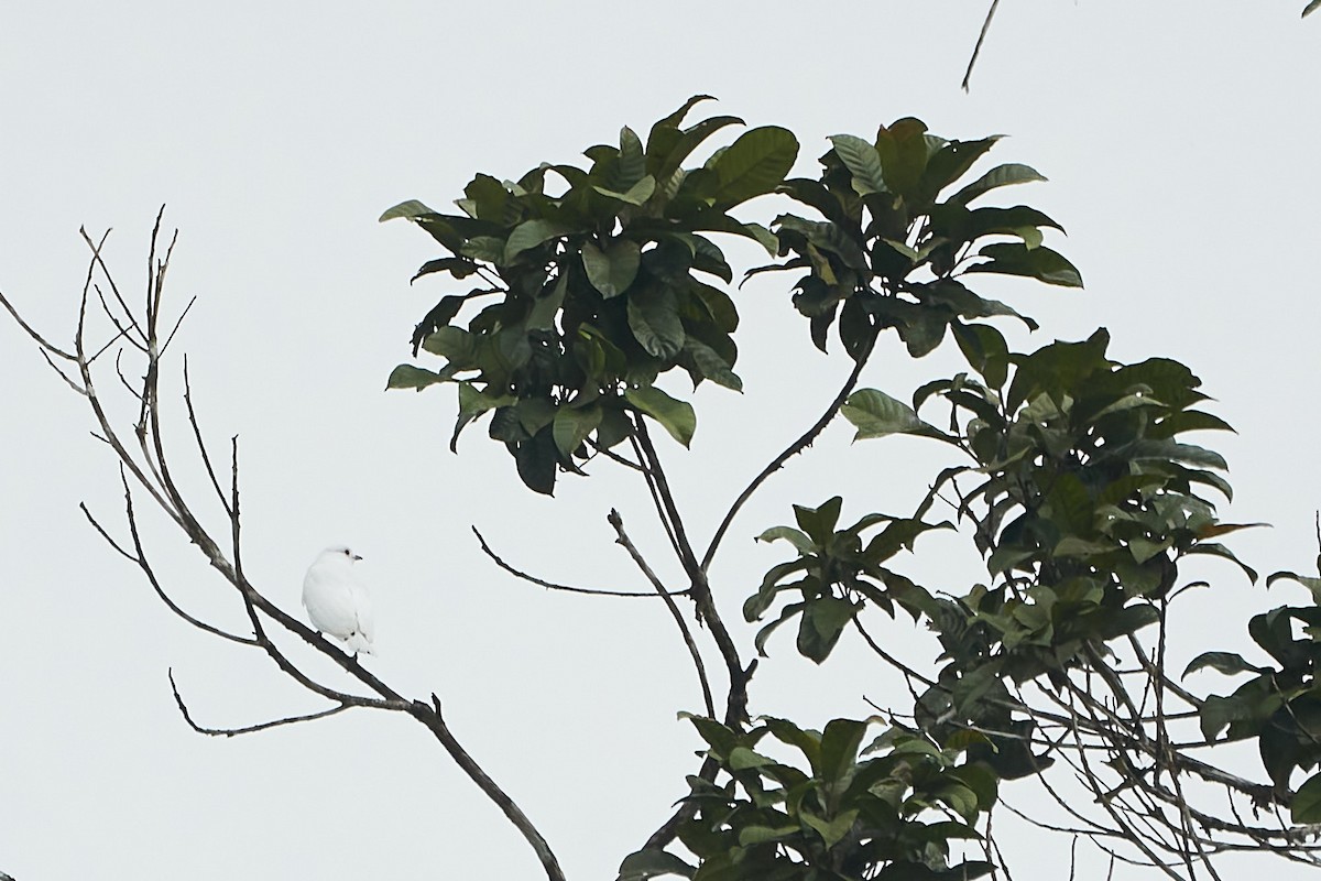 Cotinga Blanco - ML612167117