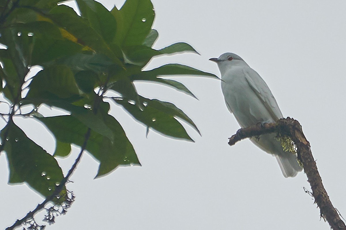 Black-tipped Cotinga - ML612167120