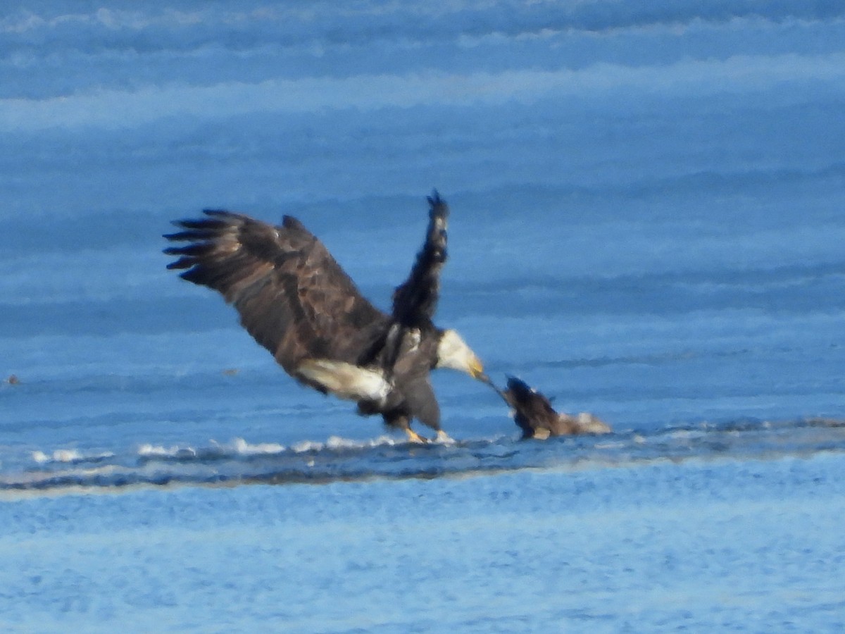 Bald Eagle - ML612167137