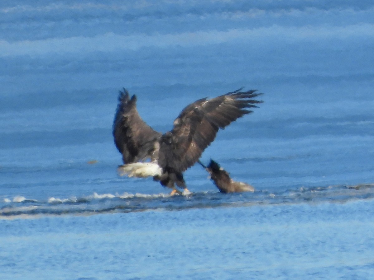 Bald Eagle - ML612167138