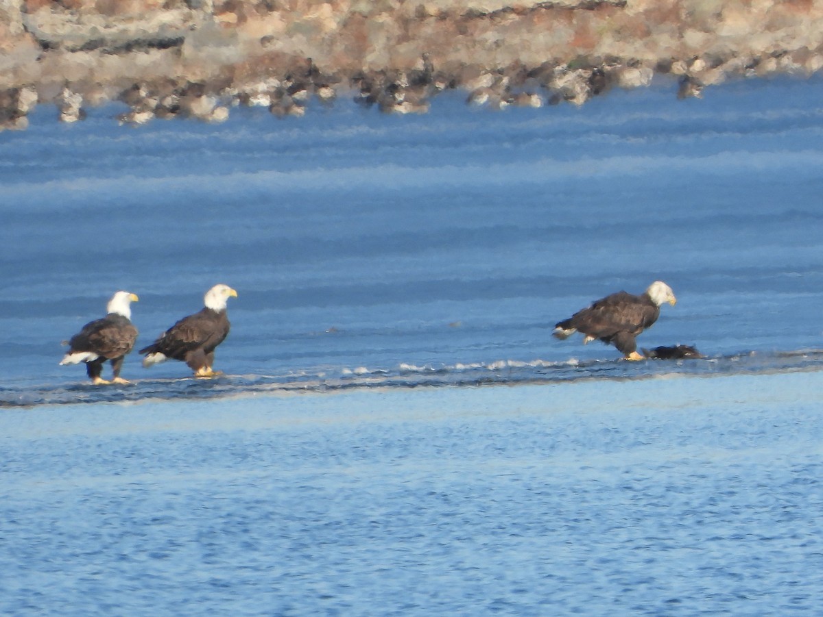 Bald Eagle - ML612167139