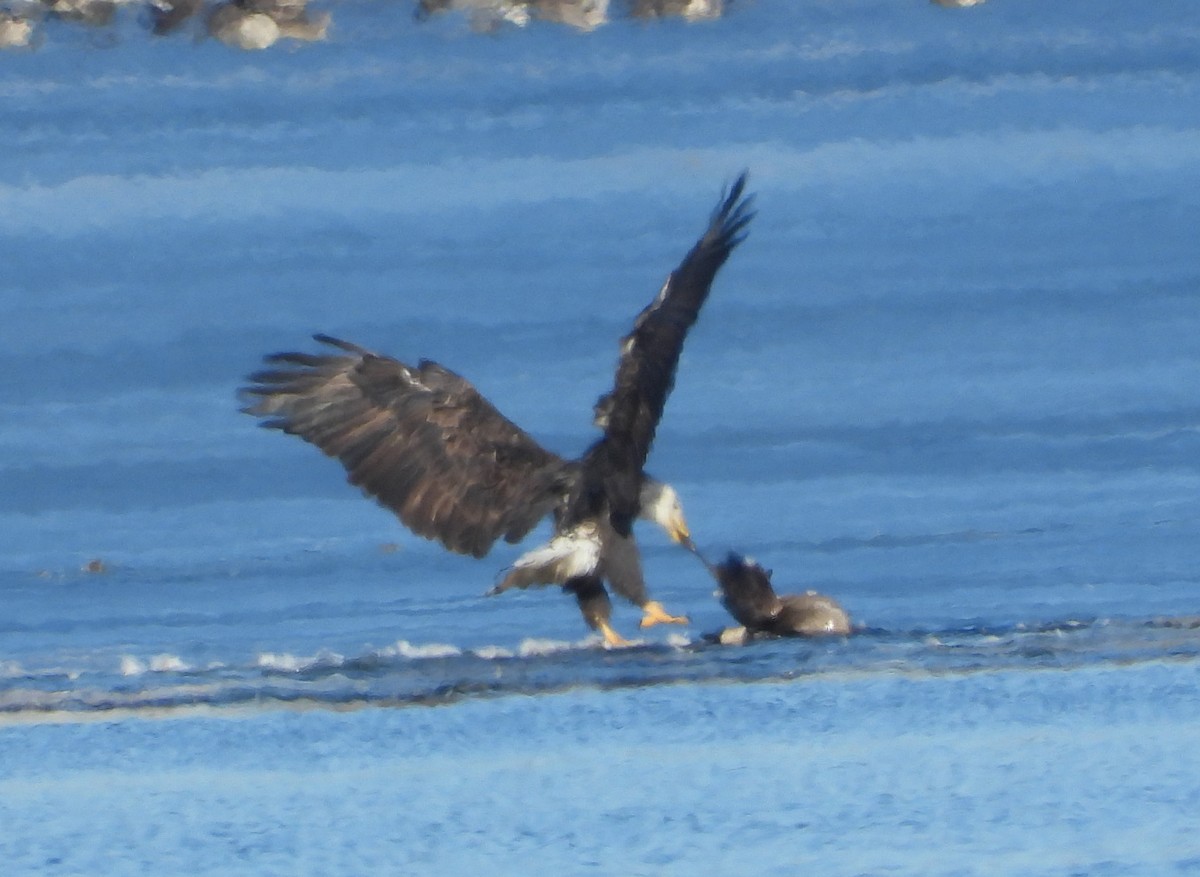 Bald Eagle - ML612167166