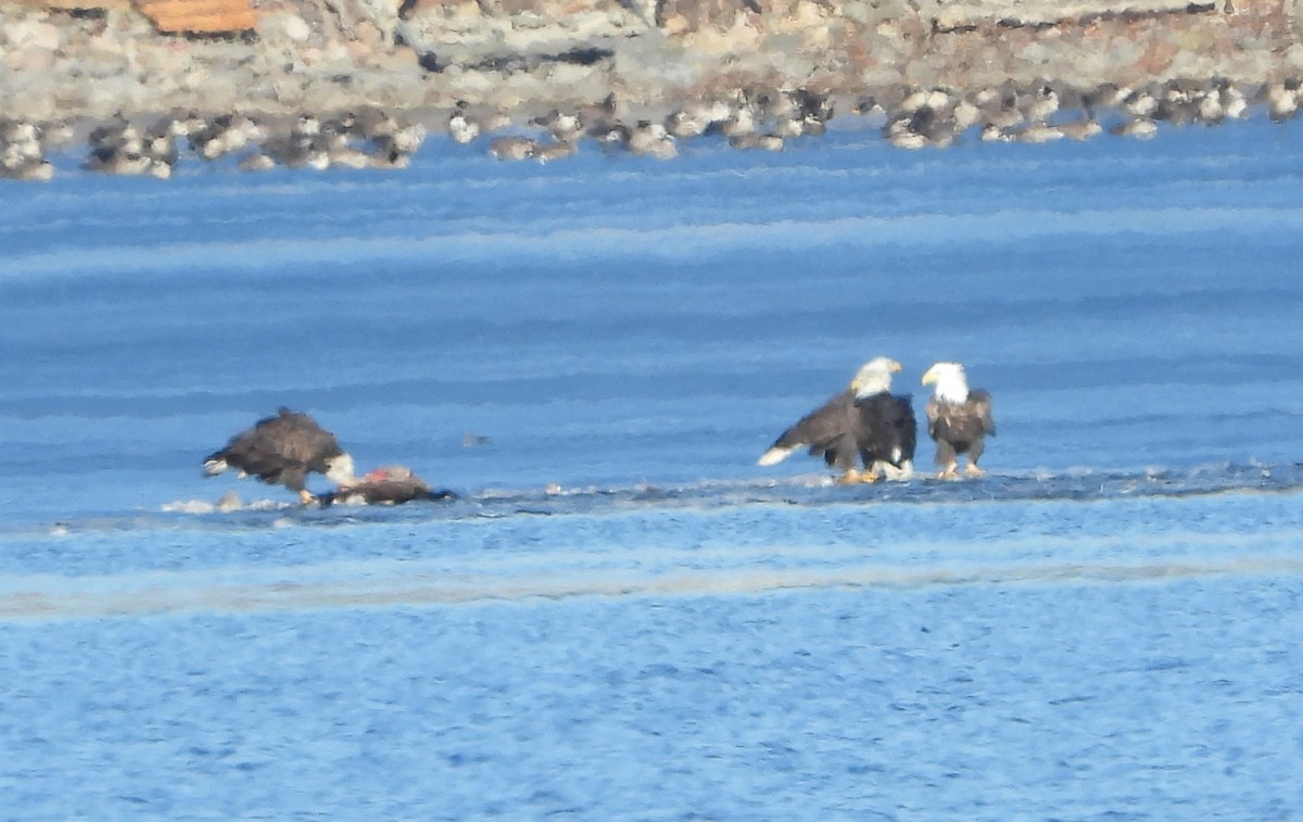 Bald Eagle - ML612167296