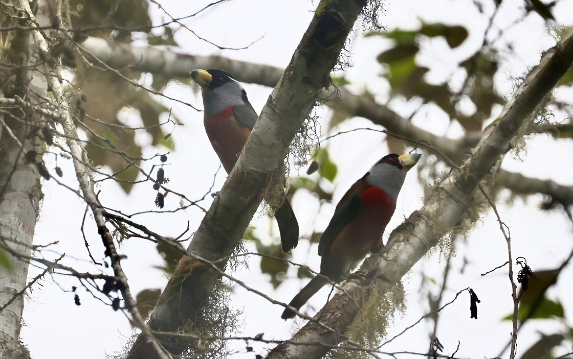 Toucan Barbet - ML612167336