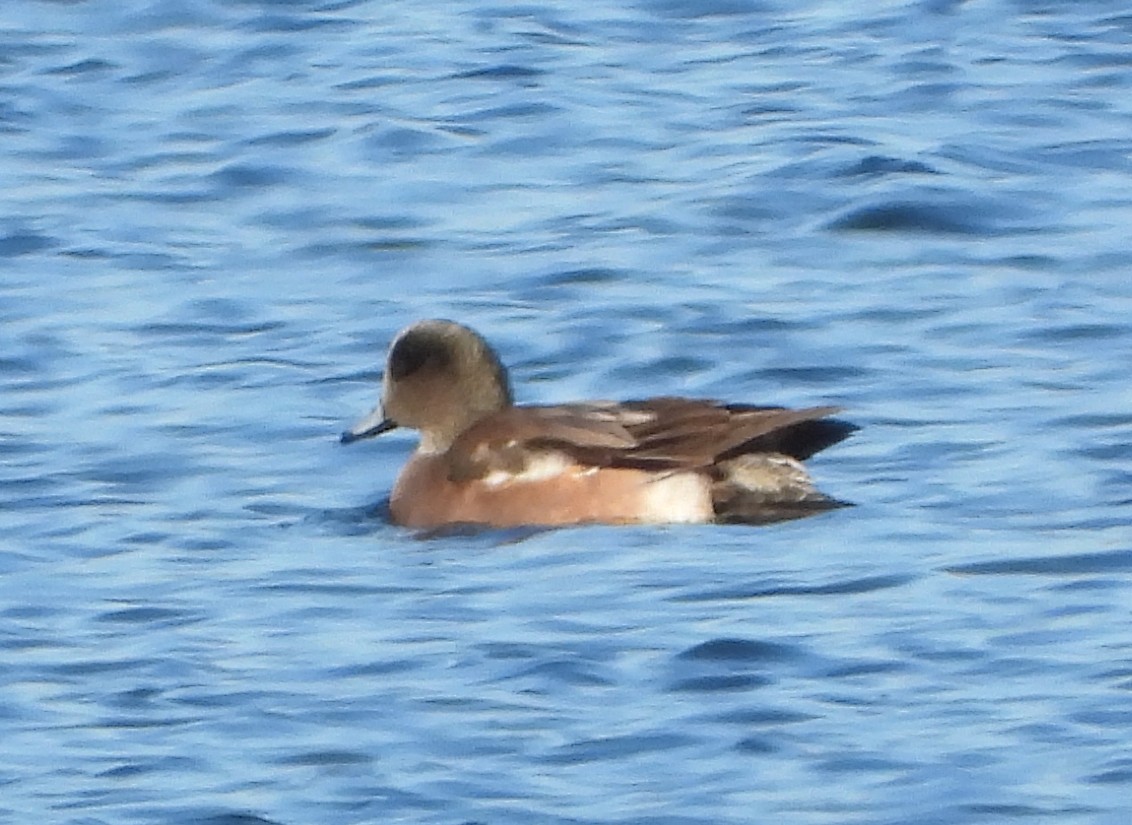 American Wigeon - ML612167351