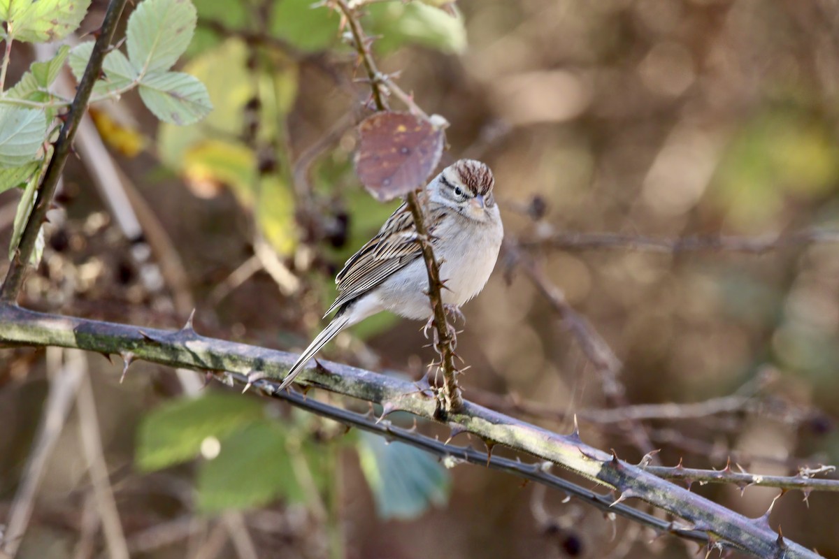 Chipping Sparrow - ML612167381