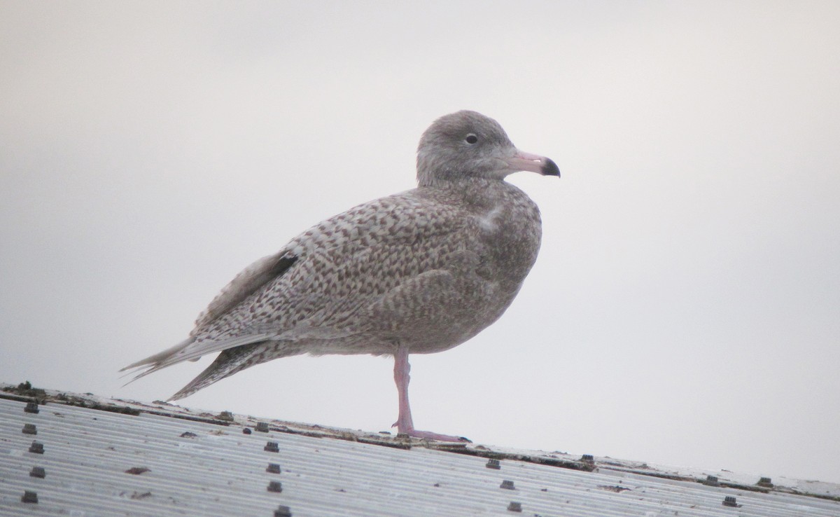 Glaucous Gull - Jonathan Farooqi