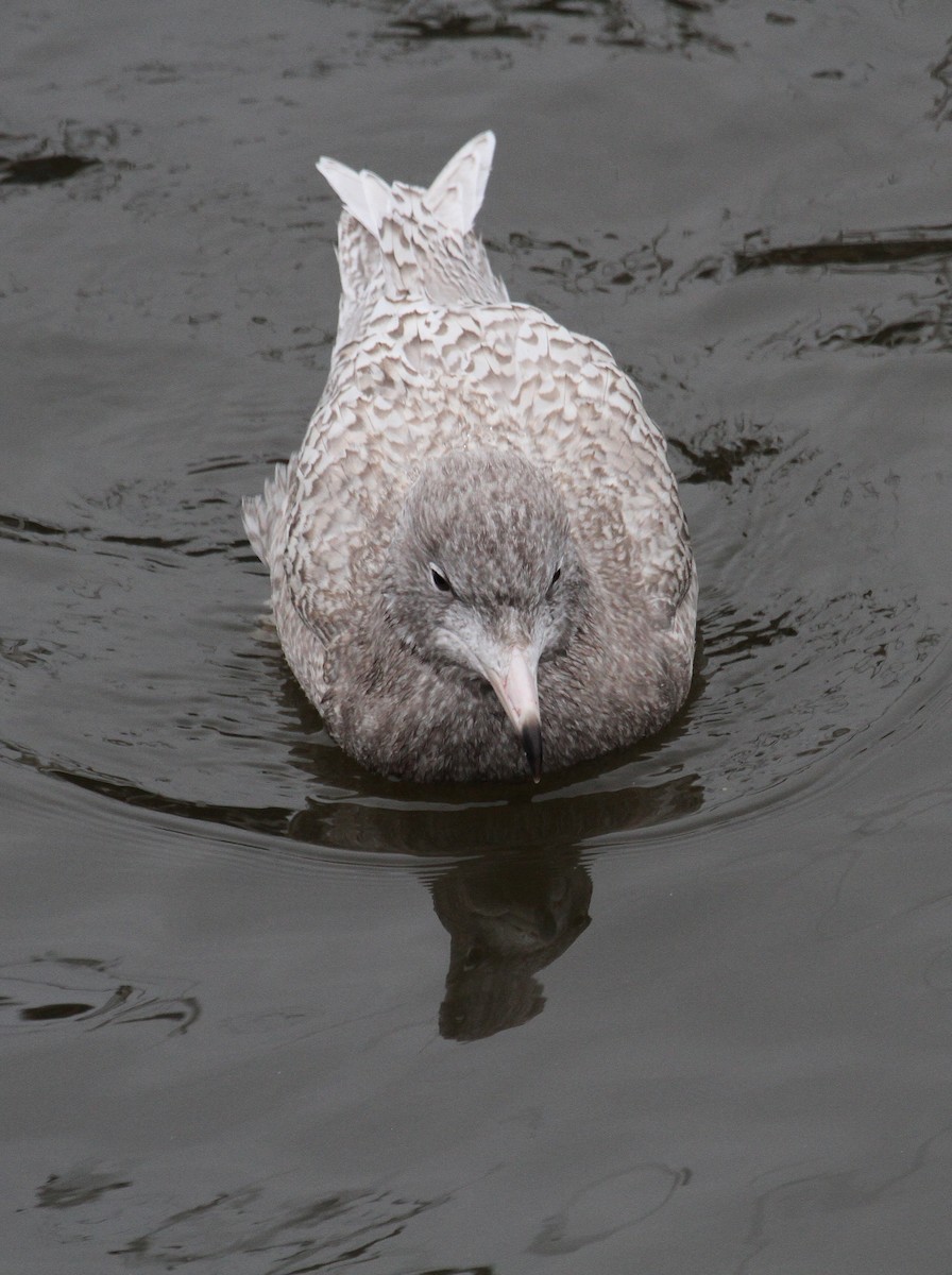 Glaucous Gull - ML612167419