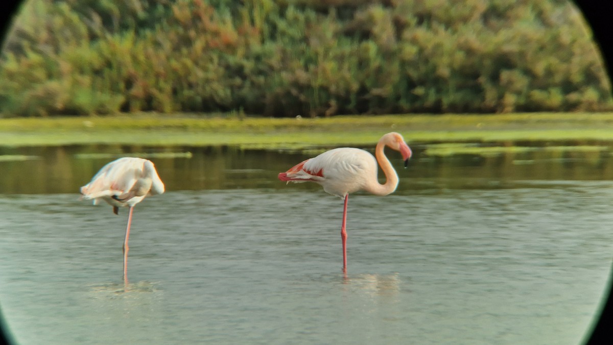 Greater Flamingo - ML612167508