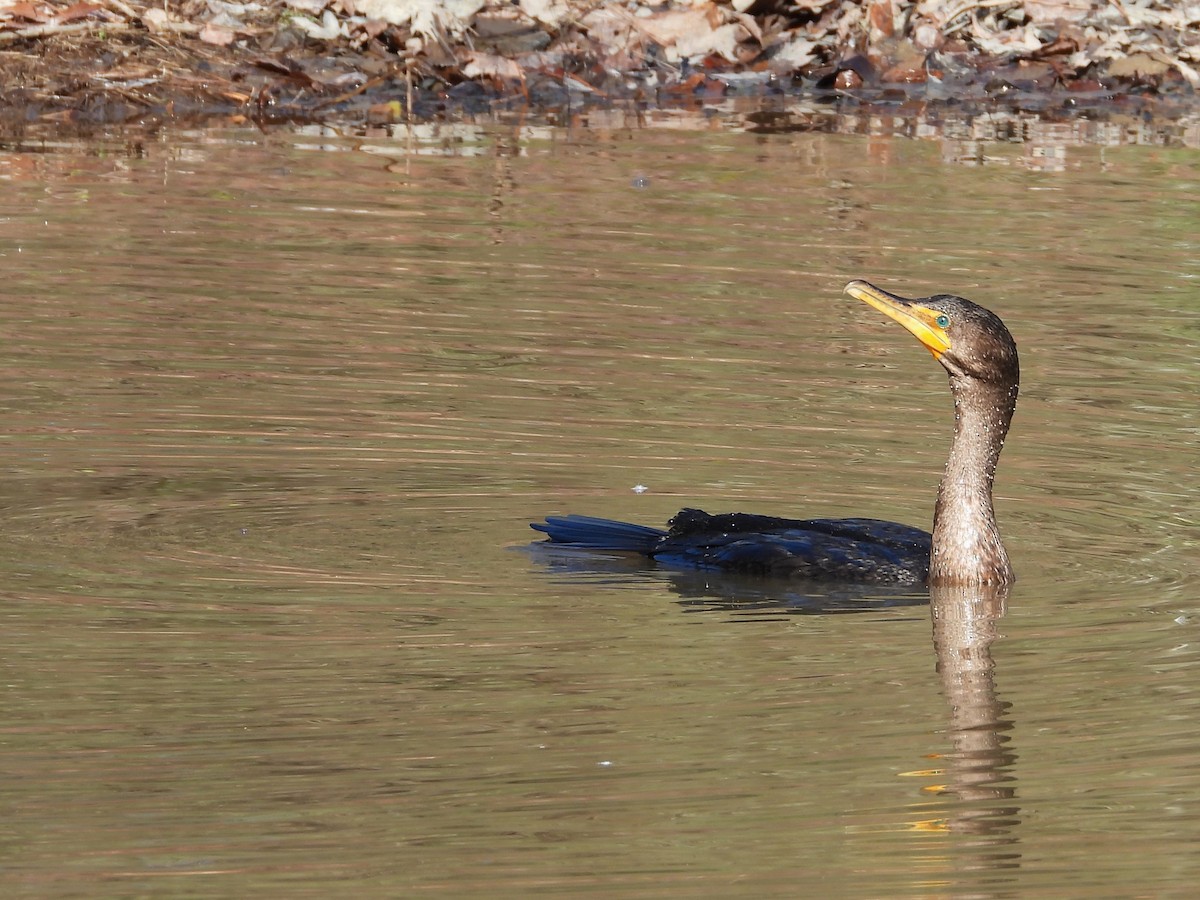 Double-crested Cormorant - ML612167510