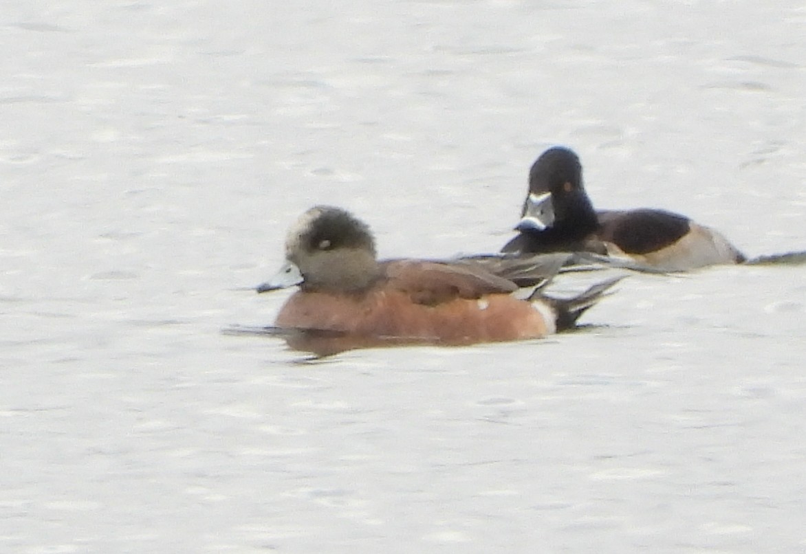 American Wigeon - ML612167537