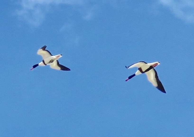 Common Shelduck - ML612167748