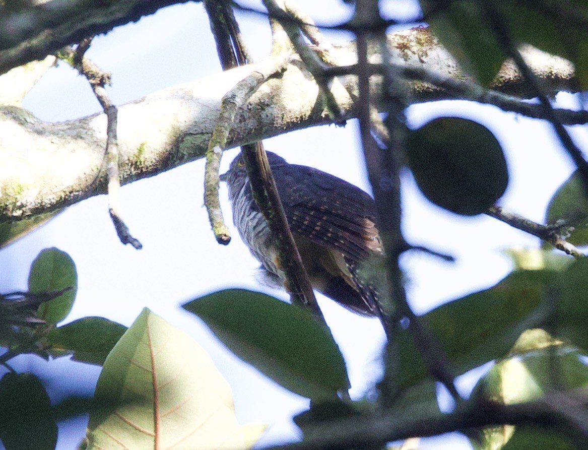 Dusky Long-tailed Cuckoo - ML612167755