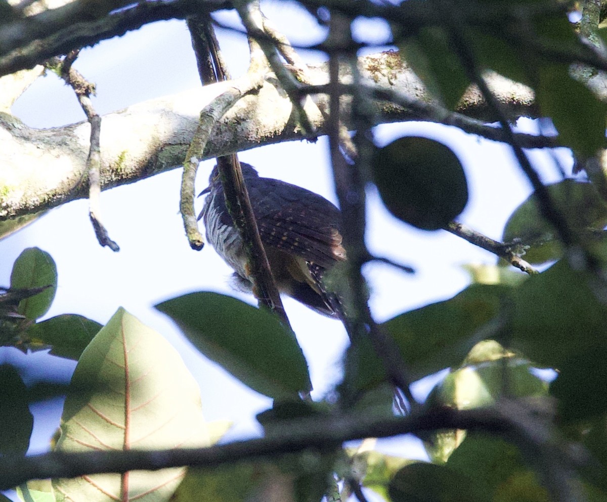 Dusky Long-tailed Cuckoo - ML612167758