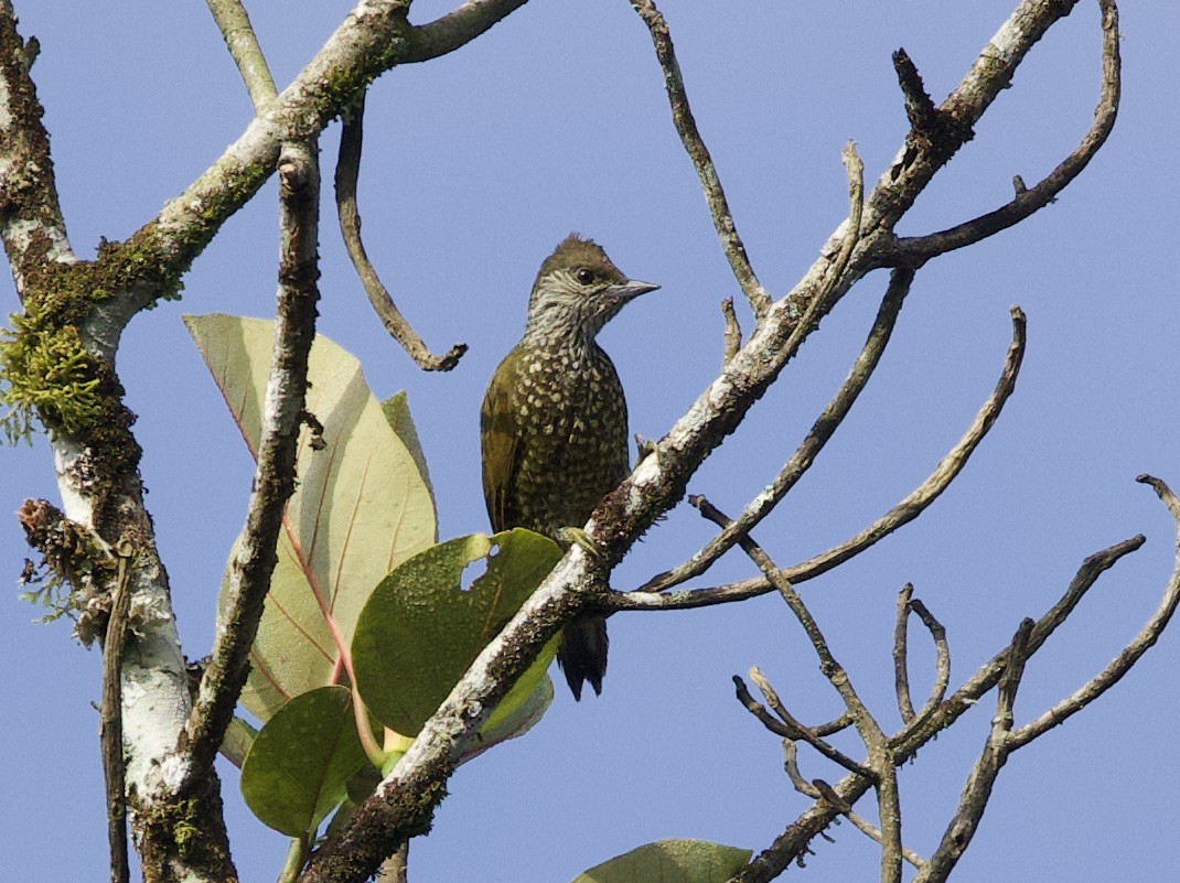 Buff-spotted Woodpecker - Sue Flecker