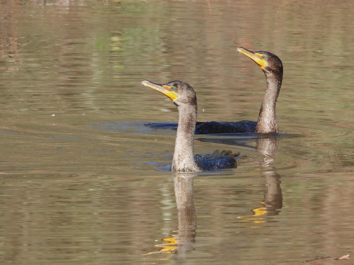 Double-crested Cormorant - ML612167818