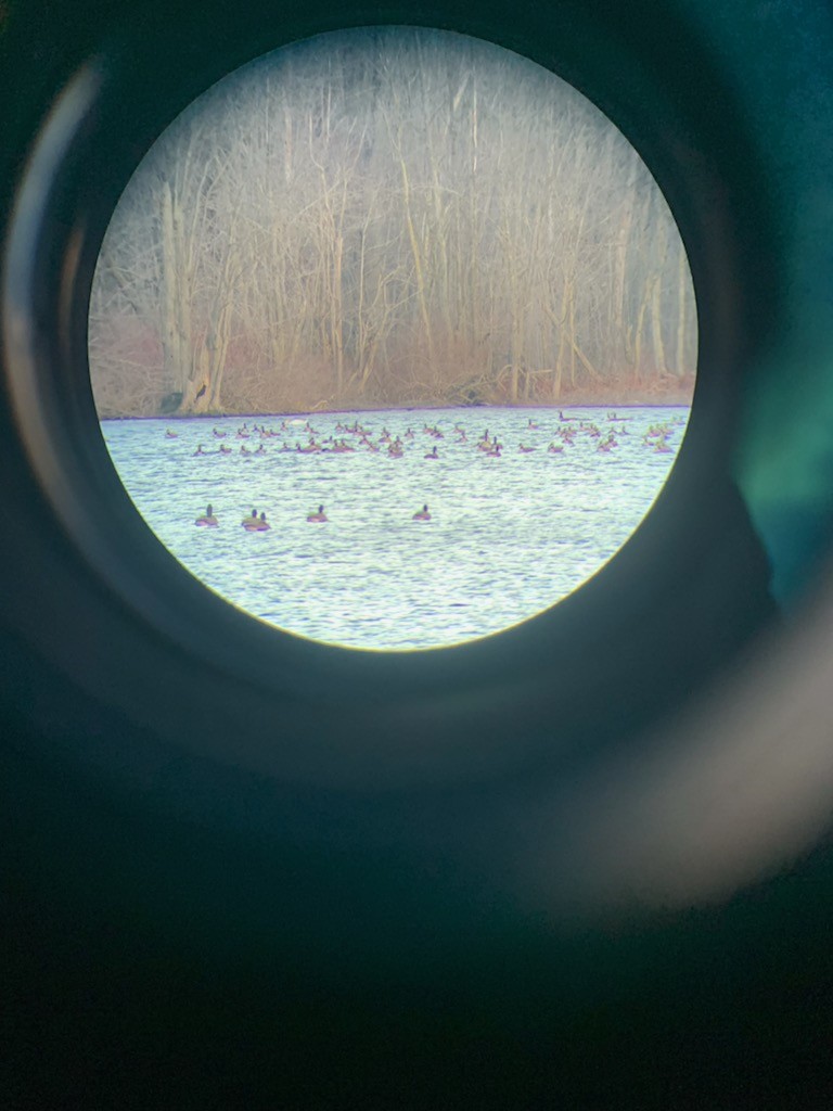 Canada Goose - ML612167853