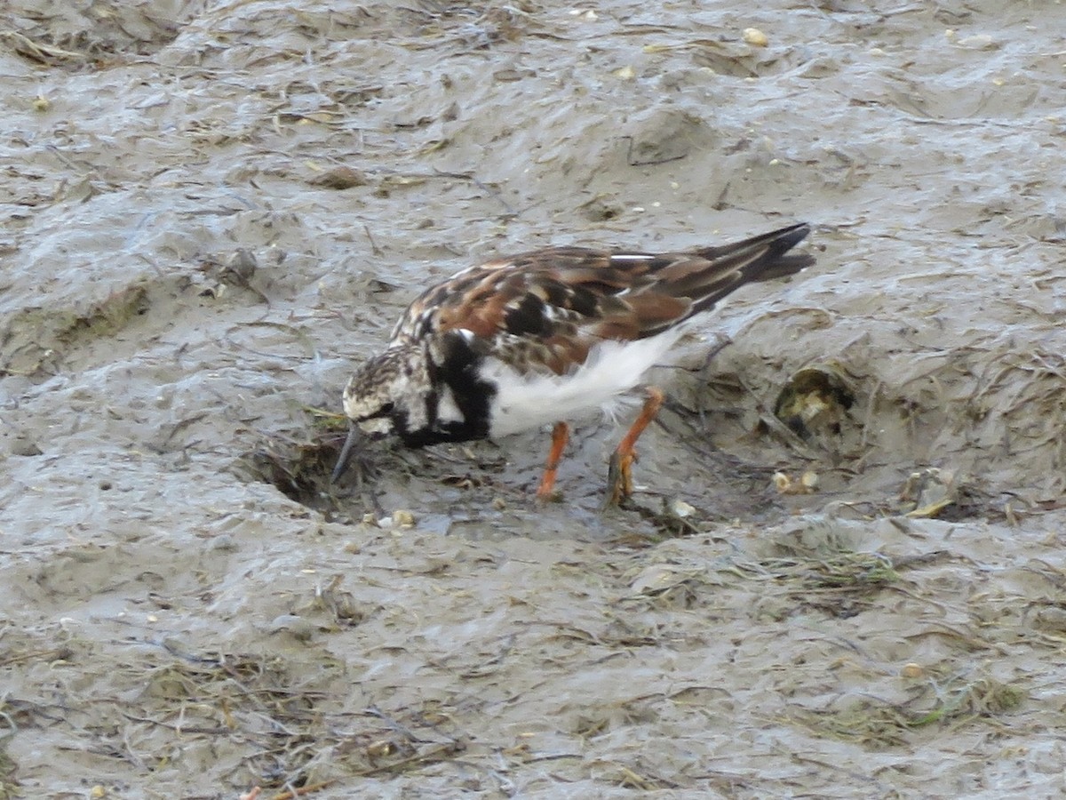 Ruddy Turnstone - ML612167883