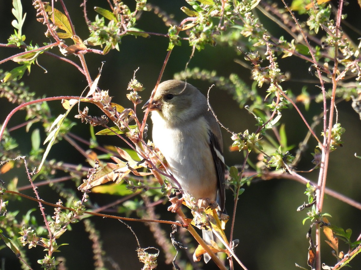 American Goldfinch - Kathy Spencer