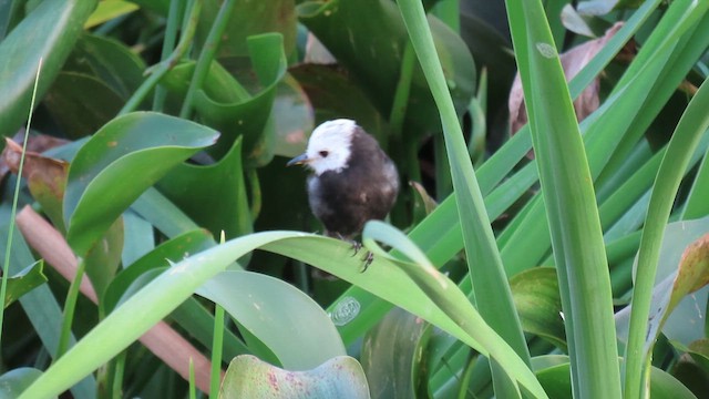 White-headed Marsh Tyrant - ML612167972