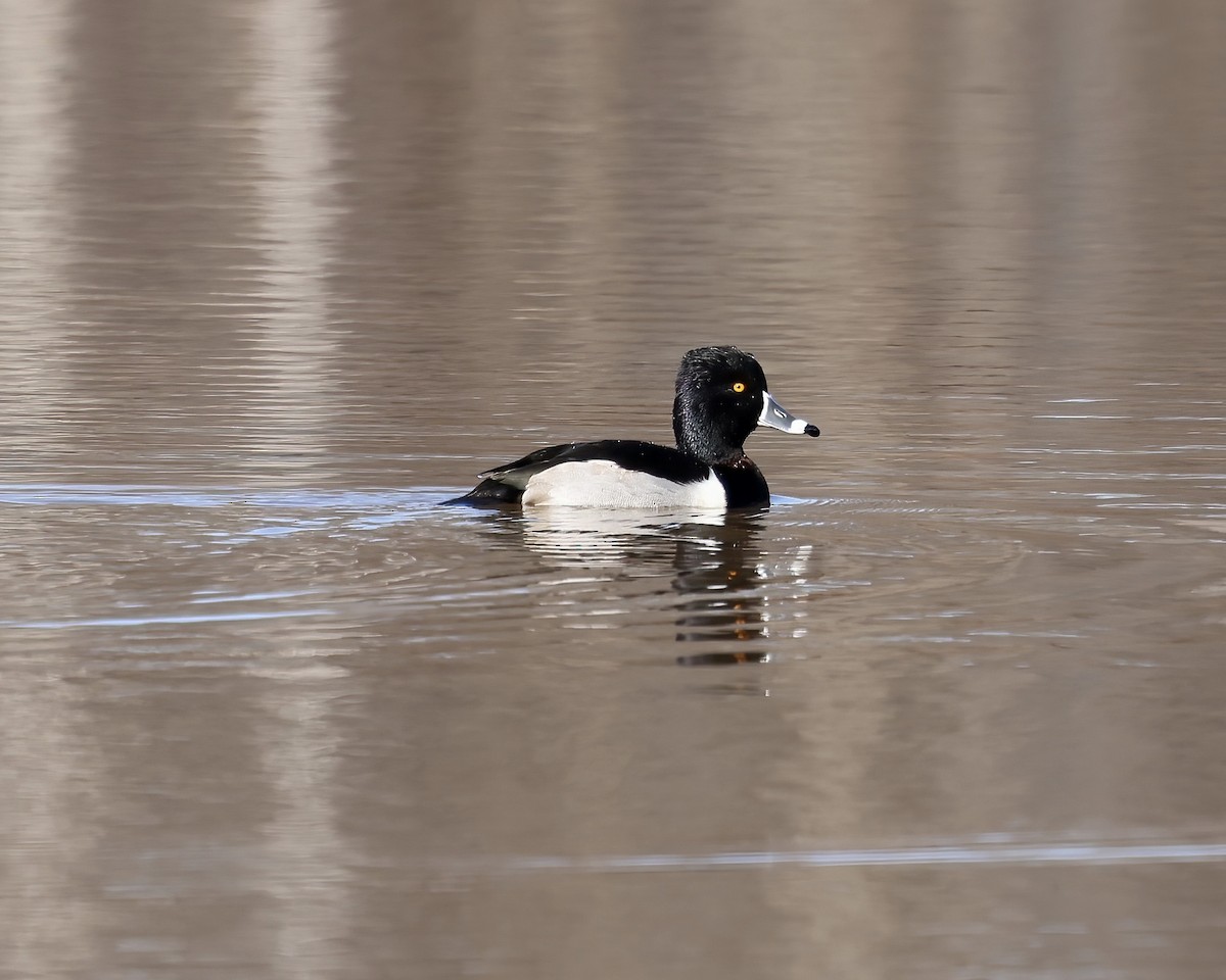 Ring-necked Duck - ML612167983